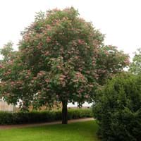 Kastanienbaum Alter Friedhof