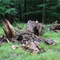 Hausen_Holz.png