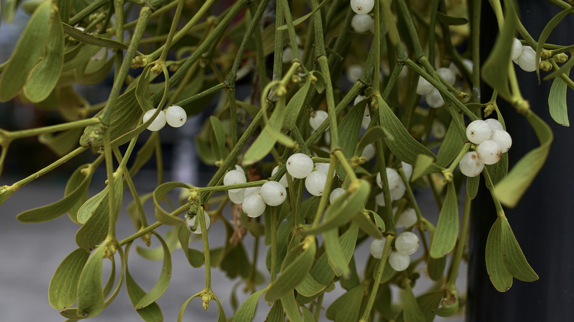 mistletoe-g79f6a24c2_1920.jpg