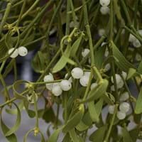 mistletoe-g79f6a24c2_1920.jpg