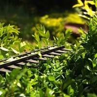 Hecke.jpg