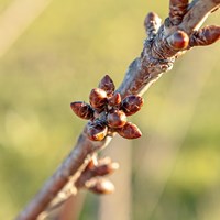 Obstbaumschnittkurs.jpg